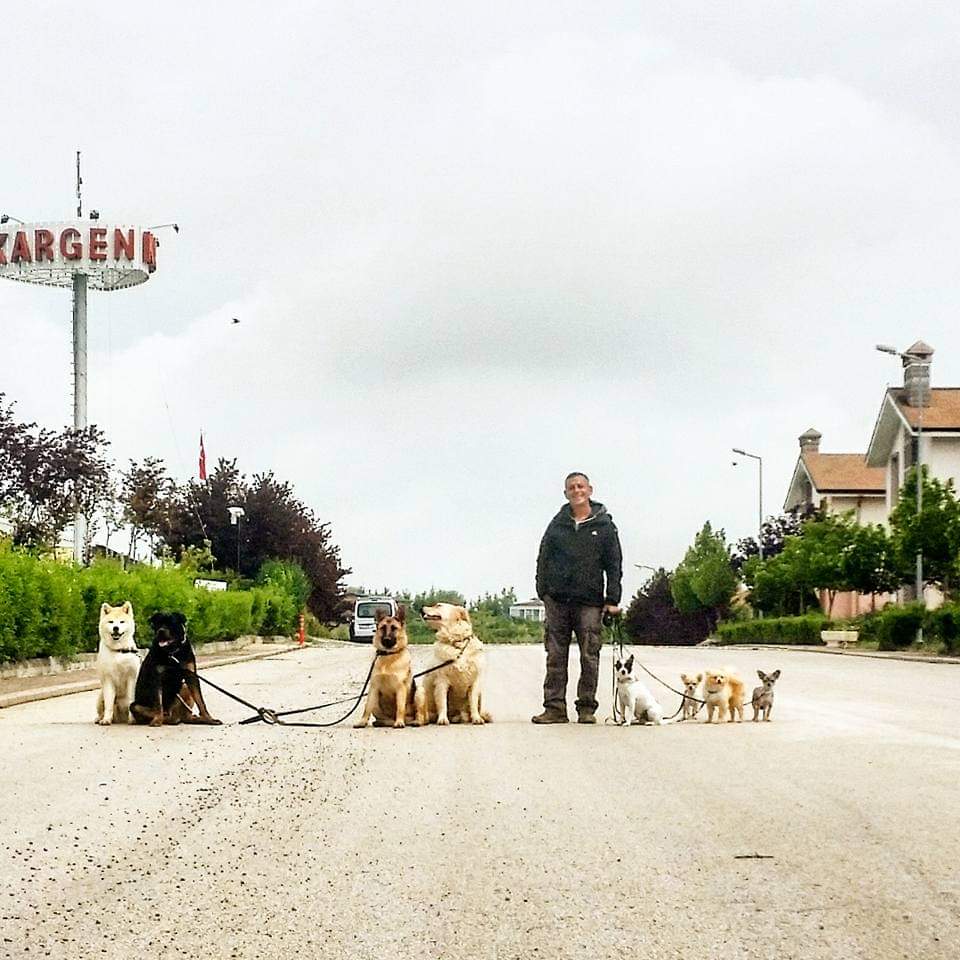 Orçun Faraşoğlu bir köpek sürüsünü yönetirken